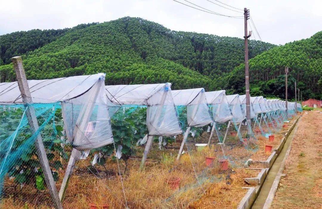 伊顿庄园种植有"阳光玫瑰"(香印青提),"夏黑","户太八号","巨峰"四个