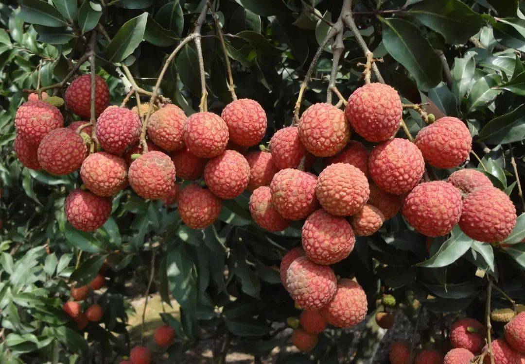 【围观】最强"龙舟水"涨裂荔枝,糯米糍上市均价105.8元/公斤