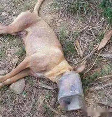 狗狗被塑料瓶卡住头,三天没有进食饿的倒下,还好遇见了热心人