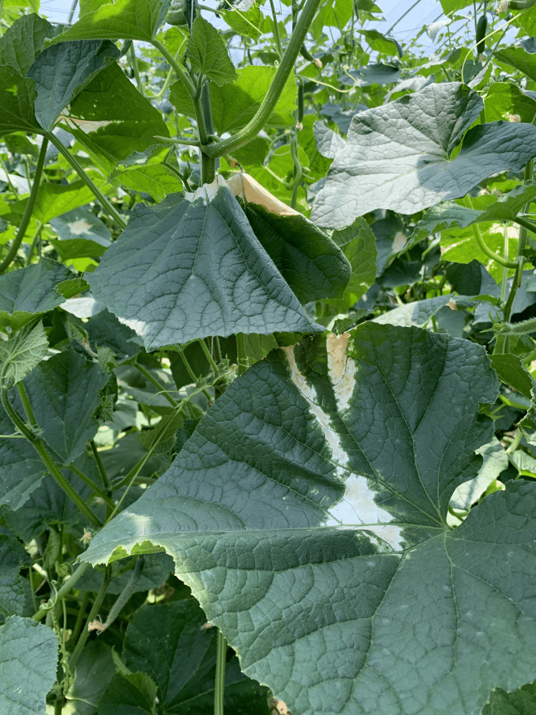 "三夏"关键期,设施蔬菜管理不能忽视这4点!_植株
