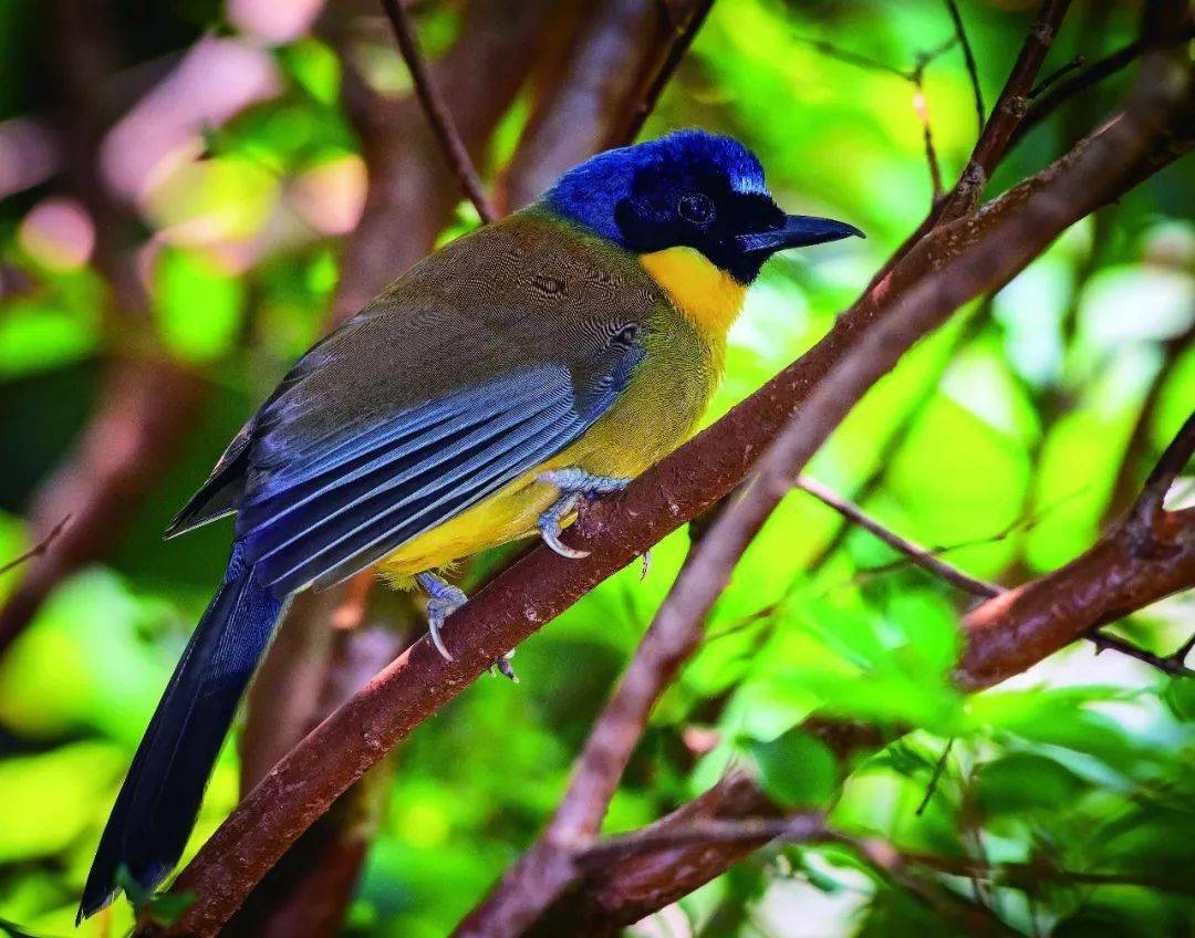 走近生物多样性仅剩300余只极危物种蓝冠噪鹛
