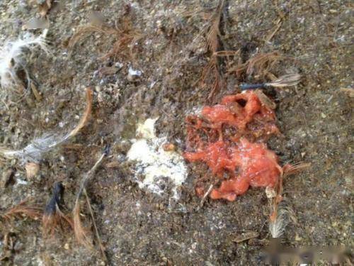 散养鸡就怕遇上球虫鸡球虫病不好治教你一招碰到球虫不再发愁