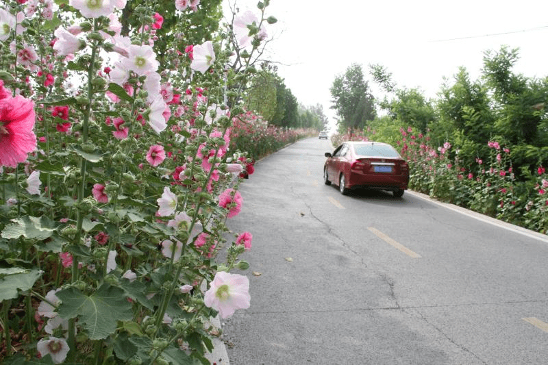 在这里乡村道路变鲜花之路,让行人车辆在美丽的画卷中穿行.  责编