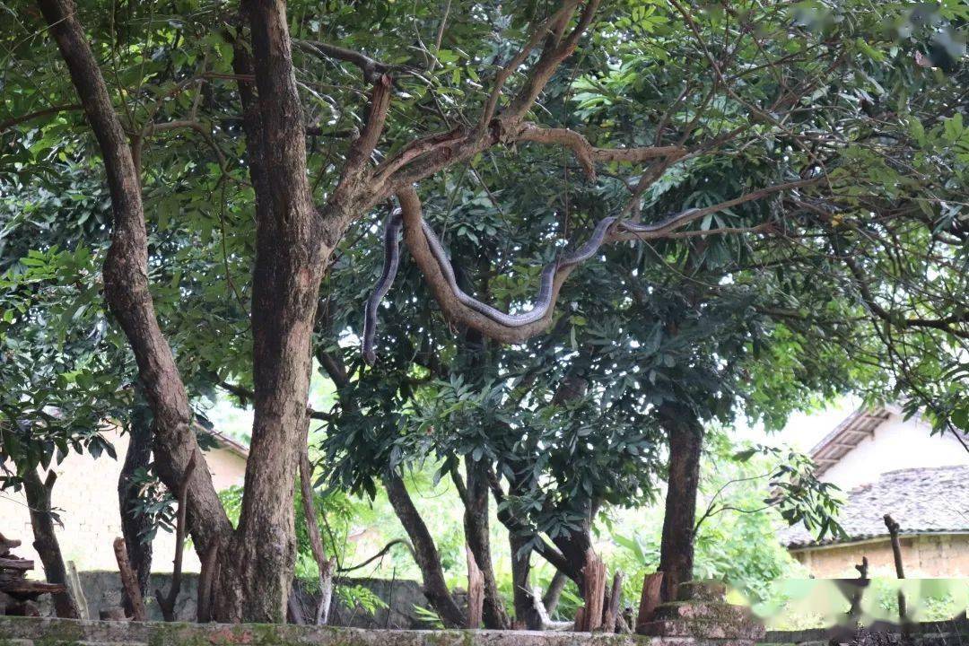 1.5米长的眼镜王蛇闯进贺州村民家中,幸亏有他们出手
