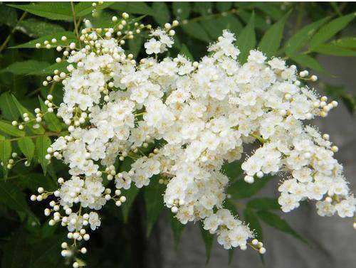 珍珠梅怎么养珍珠梅的养殖方法和注意事项