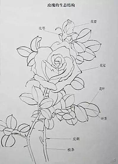 国画玫瑰花的画法步骤图片