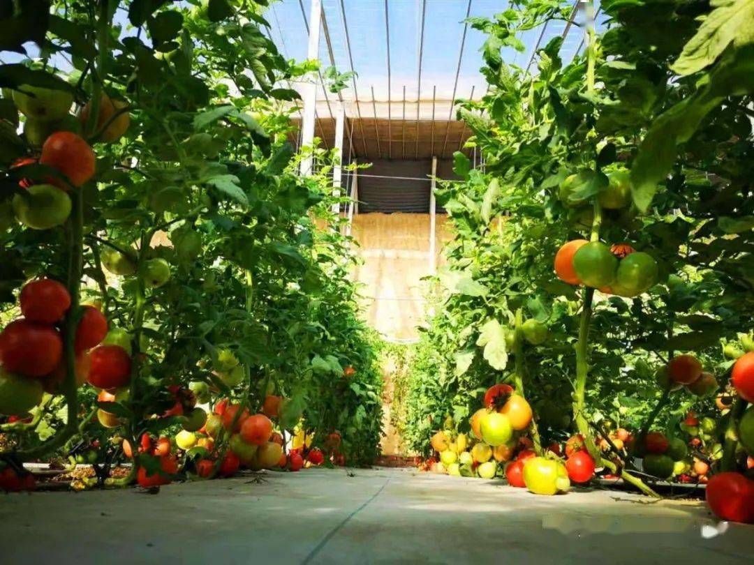 房山果蔬从田间地头直达市民餐桌