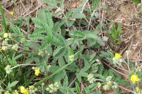 但是在最近的几年里,这种翻白草,渐渐的成为了很多人眼里的香饽饽,更