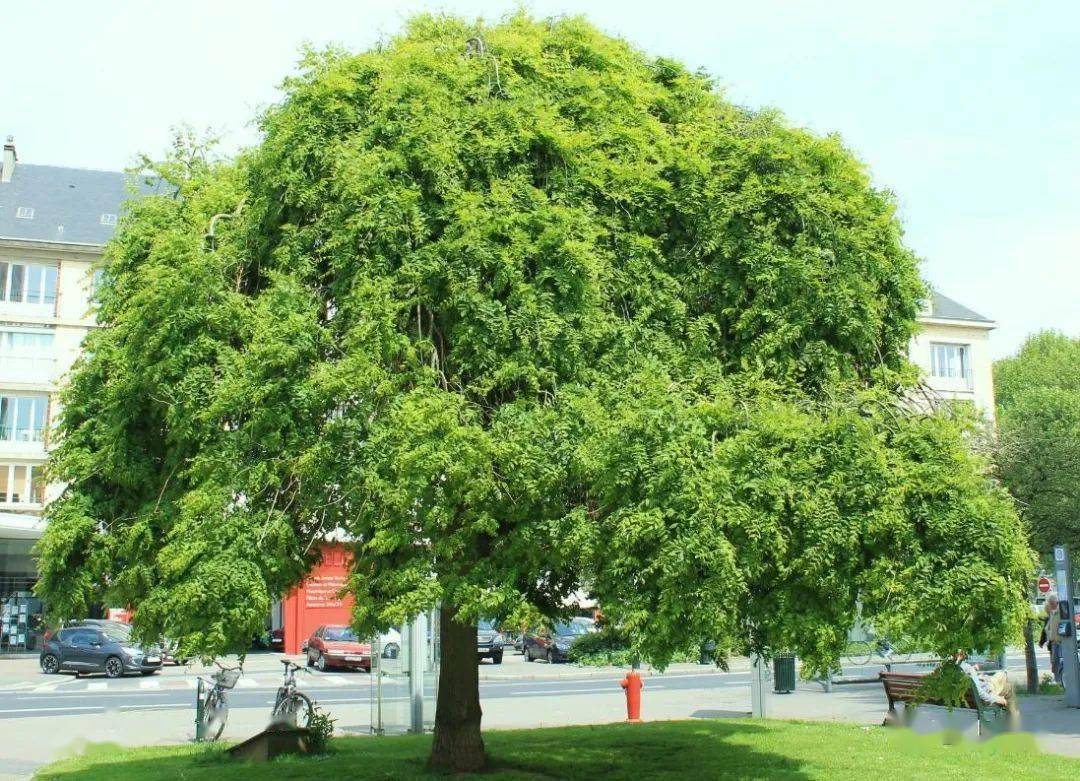 吉林市市花市树图片