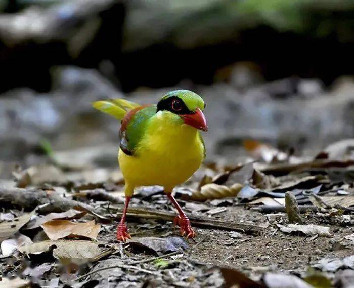 67【大自然】美丽无罪,雀鸟之黄胸绿鹊