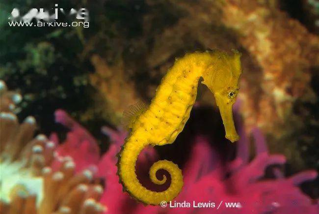 直播预告 | 海中的"变色龙"非它莫属_海马