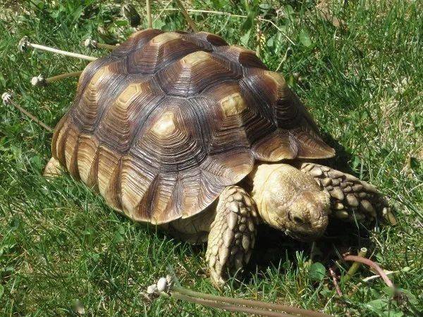 ( 苏卡达陆龟网络图片)