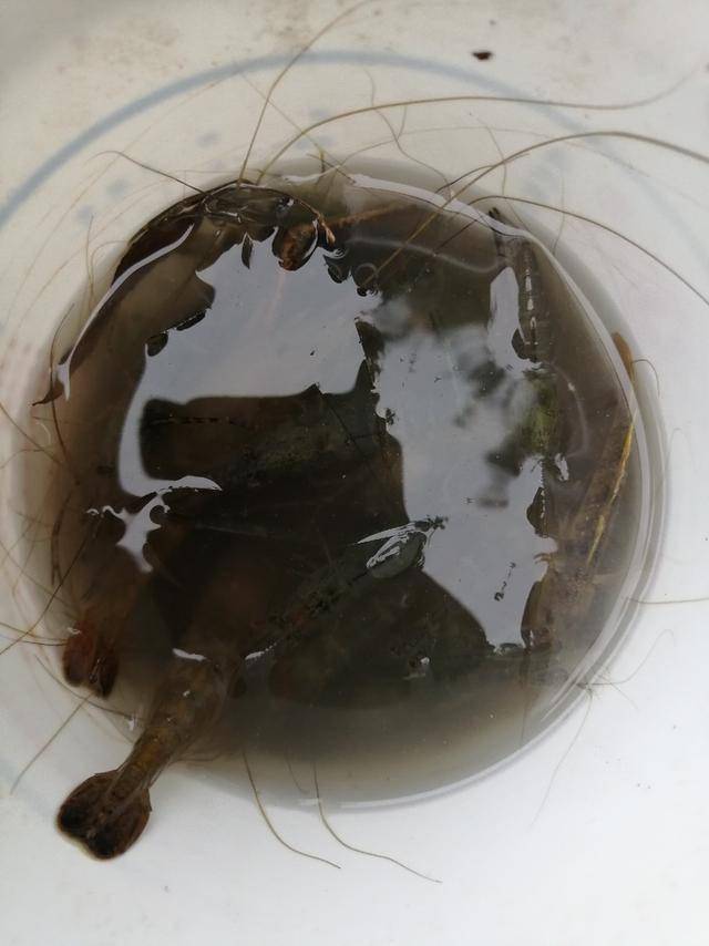 鱼不好钓就钓虾玩玩,虾钩是自己动手制作