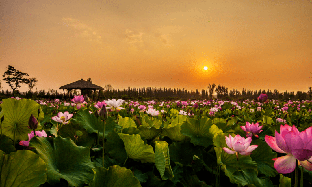 眉县千亩荷塘即将迎来最美时刻先睹为快吧