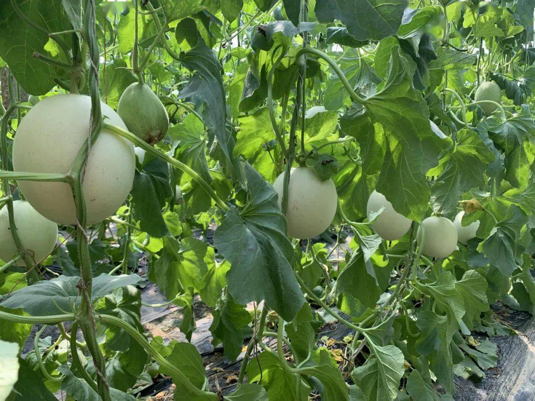甜瓜中的冰淇淋,为了它,甘愿戒掉吃了几十年的晚餐!_种植