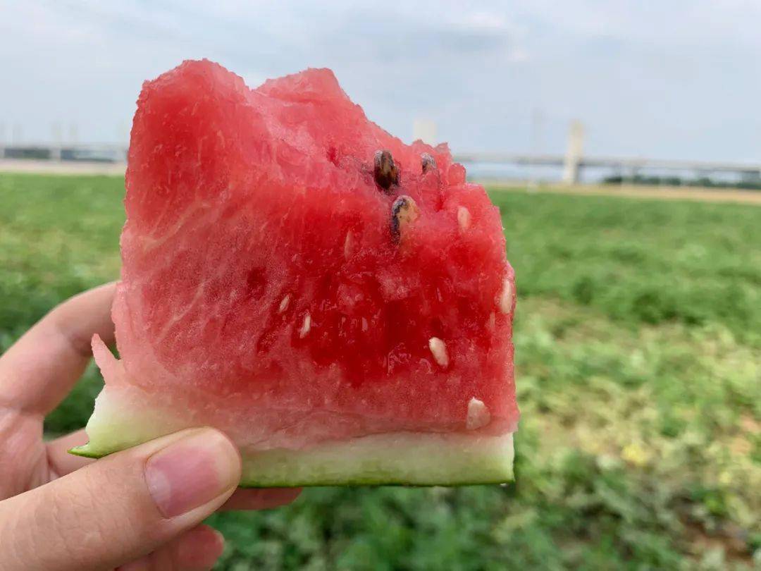 东明黄河滩200亩西瓜滞销种植户急盼爱心人士相助