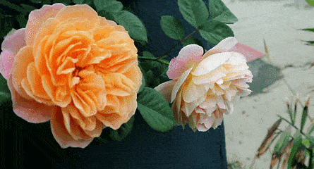 玫瑰凋了-玫瑰凋了了却的牵挂-拿酒来让我送妹妹出嫁【作者简介】野子