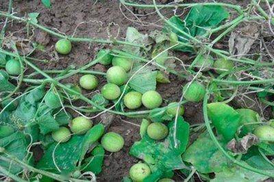 玉米地中的小西瓜,过去老人常说有毒不能吃,如今一斤价格40元