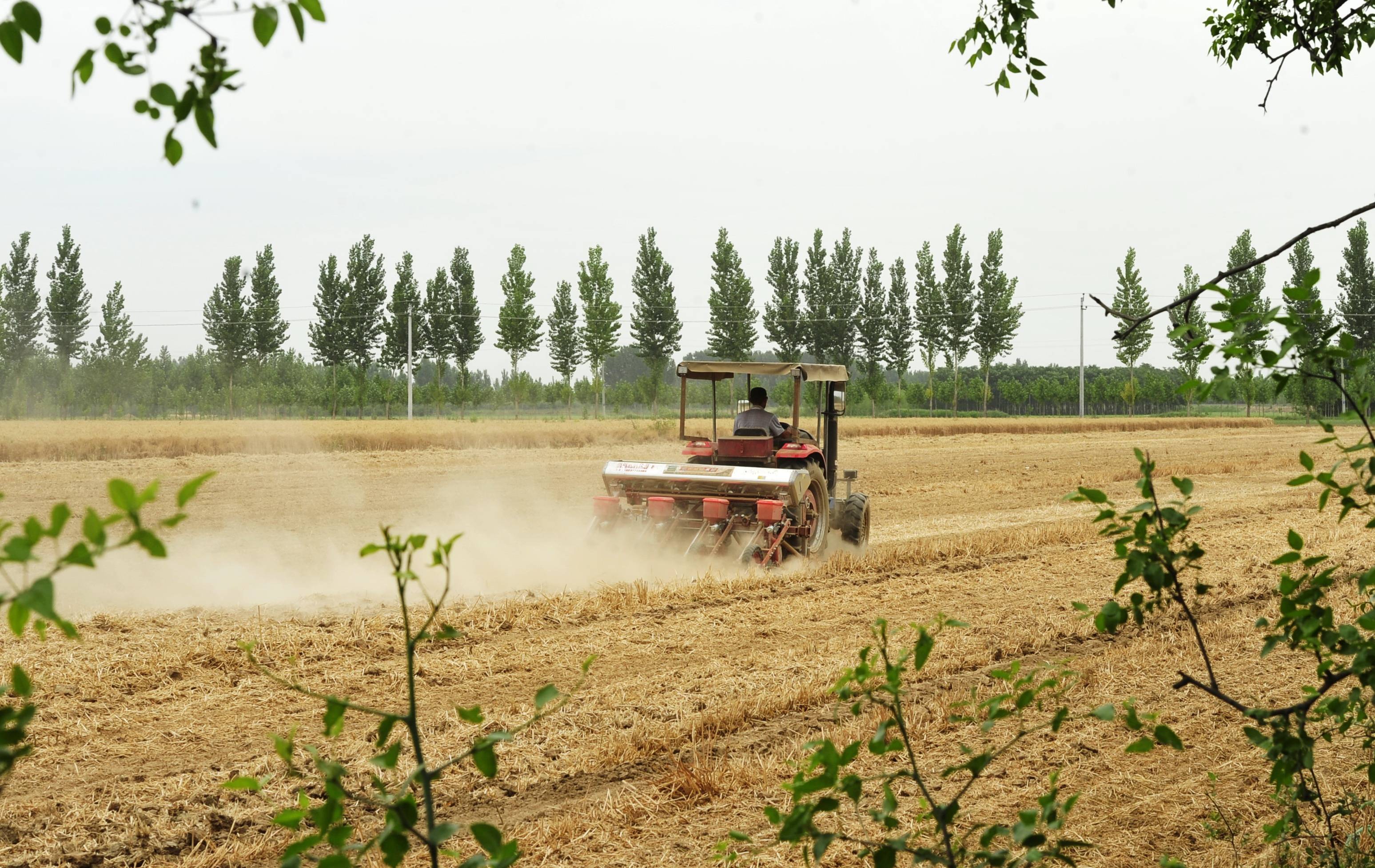 6月21日,河北省河间市景和镇丰尔庄村农民在田间播种玉米.