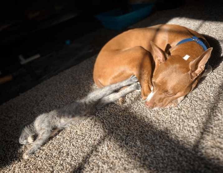 毫无礼貌的顽皮宠物们