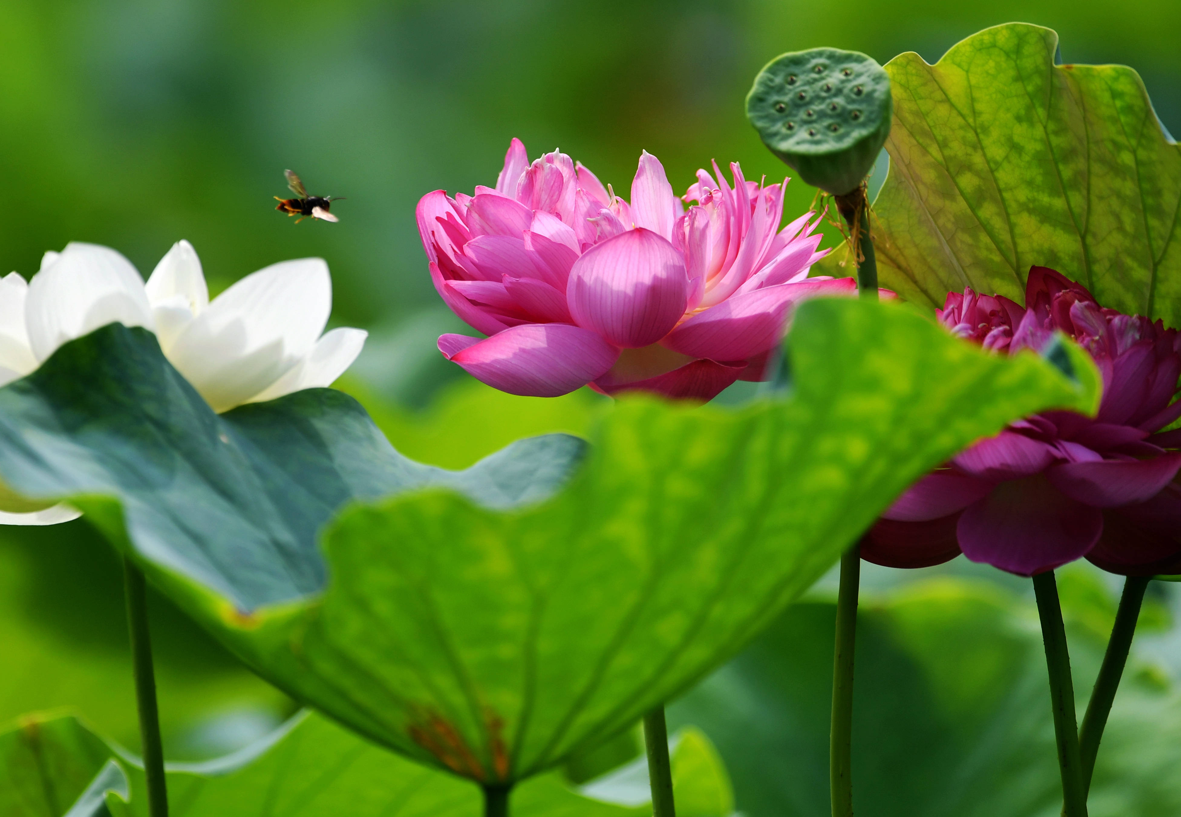 夏至:灼灼荷花瑞 蜜蜂鸟纷飞