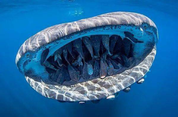 脸谱上的摄影师 evans baudin 拍摄到了一条嘴里吸满鮣鱼的鲸鲨