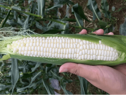 甜度达18度采下即可食用这种白珍珠玉米您吃过吗