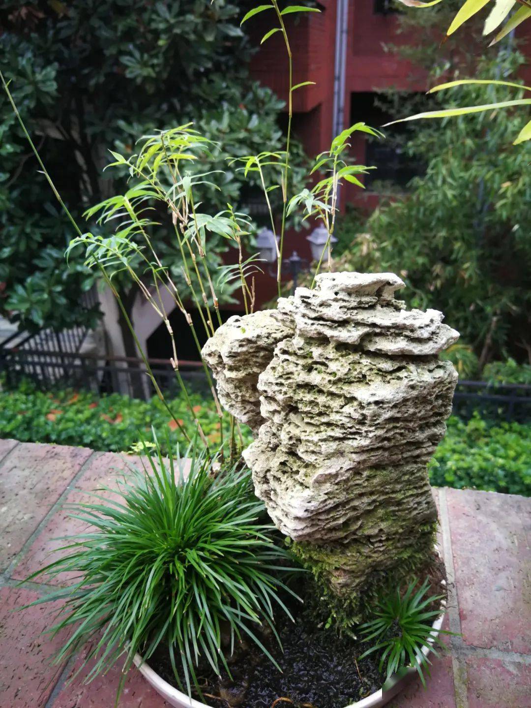 谈谈夏天菖蒲的两大敌手及应对方法