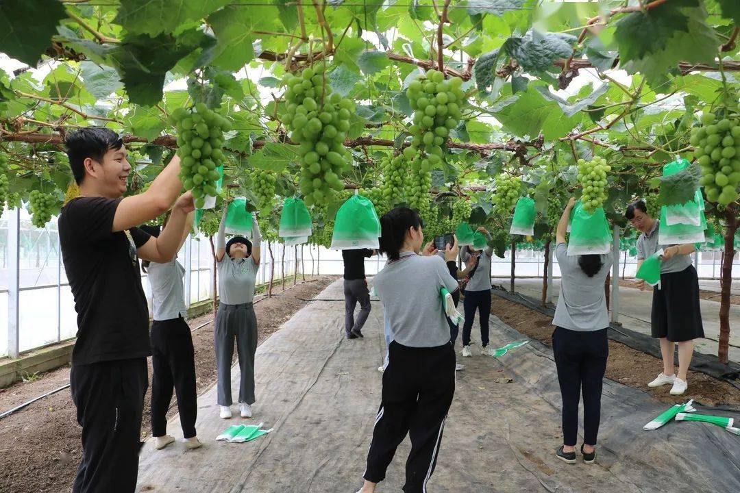 星辉蔬菜工会组织开展葡萄套袋劳动竞赛_农业