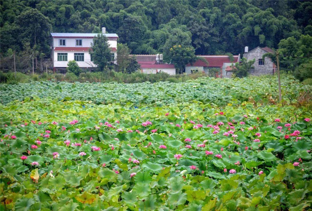 天府贵平多姿多彩初露娇容