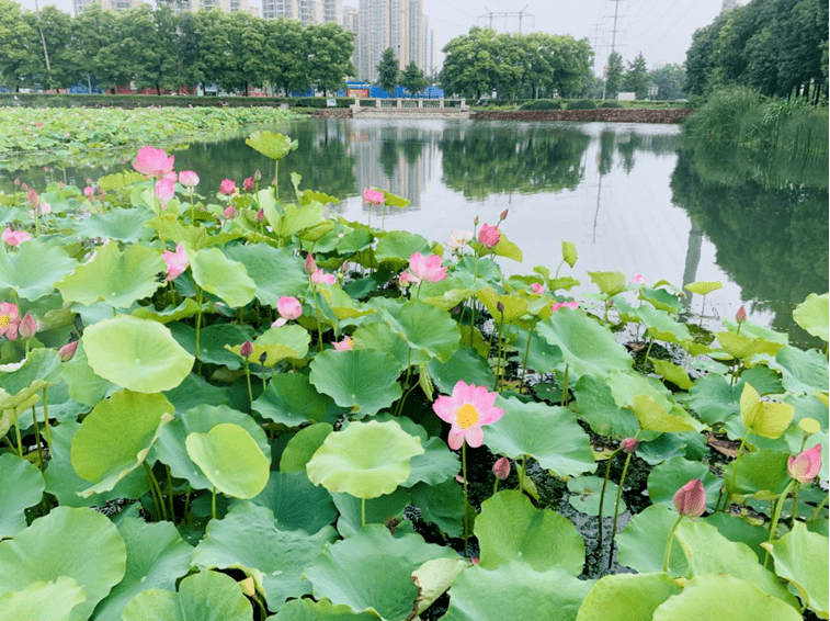 許昌,這座美麗的城市建設路護城河拍攝地點:蓮城荷花最佳觀賞期預報