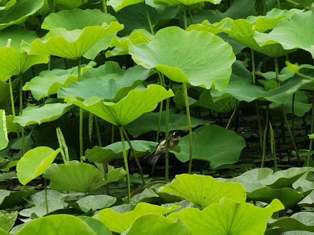 风送荷香来 · 一场木渎往事唤醒夏日荷塘!我来说你来听