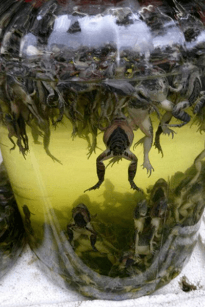 友情提示:下图中将依次出现蜜蜂,蜈蚣,蜘蛛,蟾蜍,乳鼠,猫头鹰泡酒