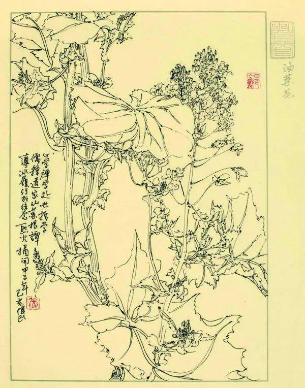 张伟民花鸟画名家工作室结业学员作品欣赏_白描