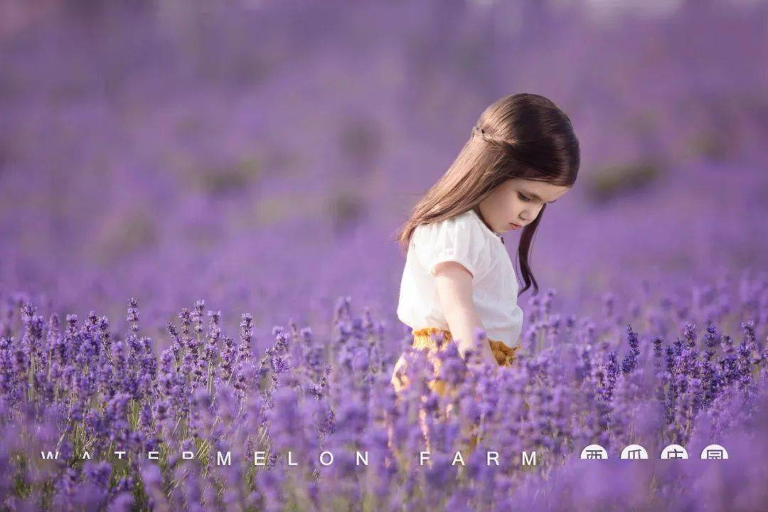 百亩薰衣草盛开定格童年最浪漫的紫色花海