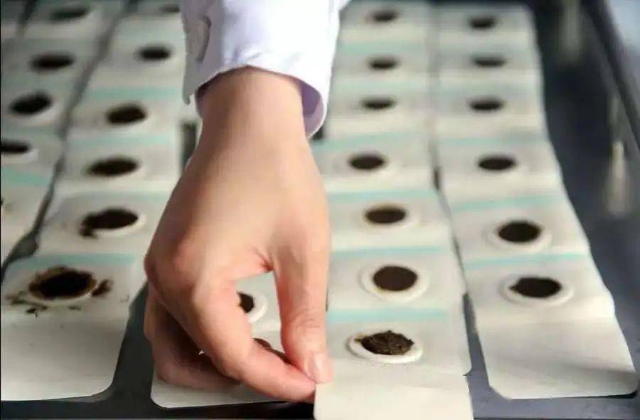 入伏在即冬病夏治正当时现代妇产三伏贴预约开始啦