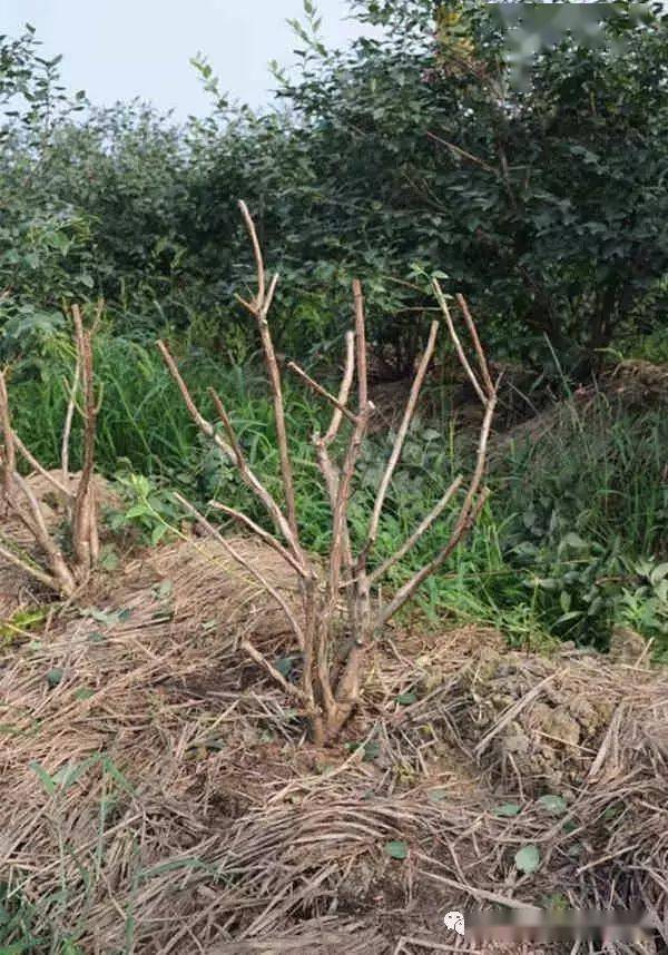 云南"灿烂"结果后修剪修剪后2个月枝条萌发情况北方蓝莓春季修剪注意