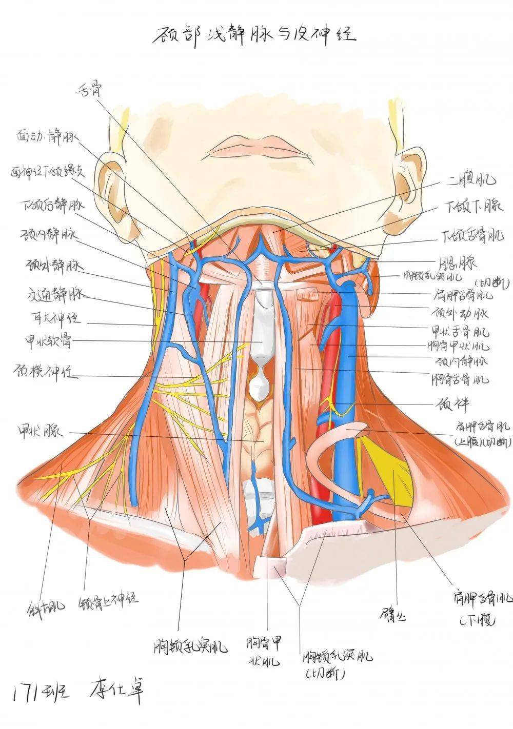颈外静脉分支解剖图图片
