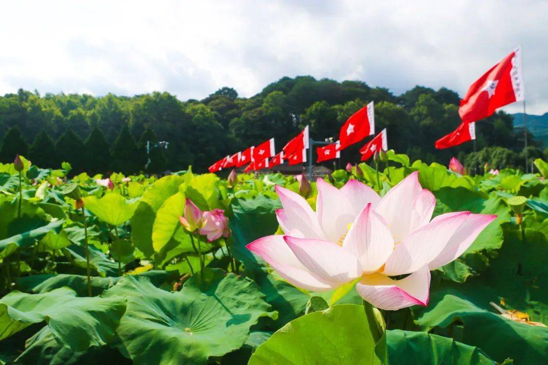 【为"荷"遇见】古田旅游区百亩荷花竞相绽放_手机搜狐网