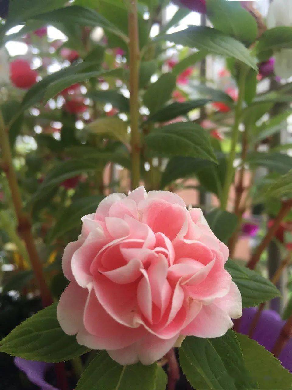 茶花凤仙开花时特别像茶花,难道是茶花和凤仙花杂交的?_手机搜狐网