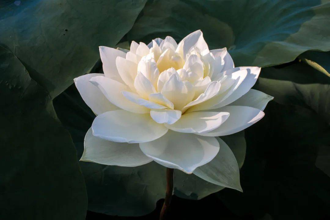 【宋】一元《西方咏》——【唐】刘商《咏双开莲花》——【元】日观