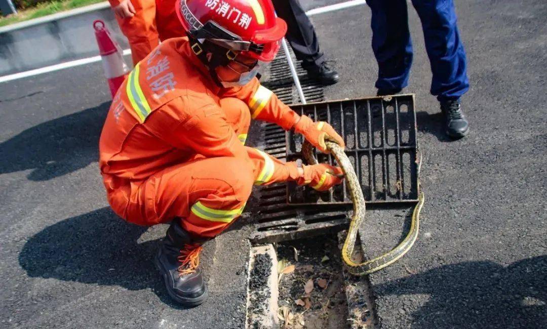 5米长的大蛇突然窜出…吓坏了!