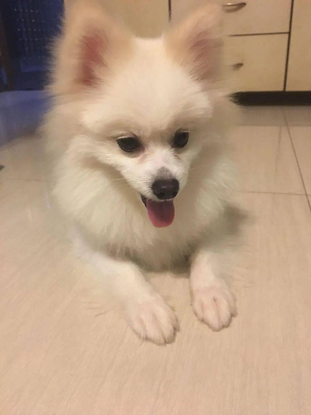 情况说明:爱犬名叫"咩鸡",纯白色博美犬,公犬(未节育),2岁,8斤左右.