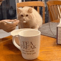 "猫吃冰淇淋的反应太好笑了!"——然而,这是一种病!_手机搜狐网