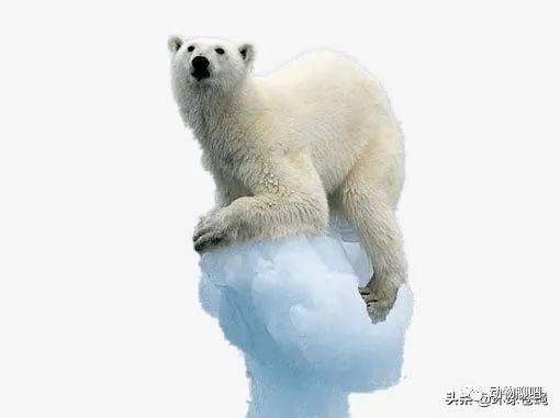 冰川融化,北极熊食不果腹,越来越少吗?_海豹
