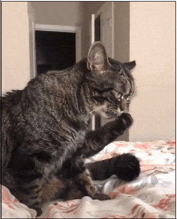暴揍猫咪的动态表情图片