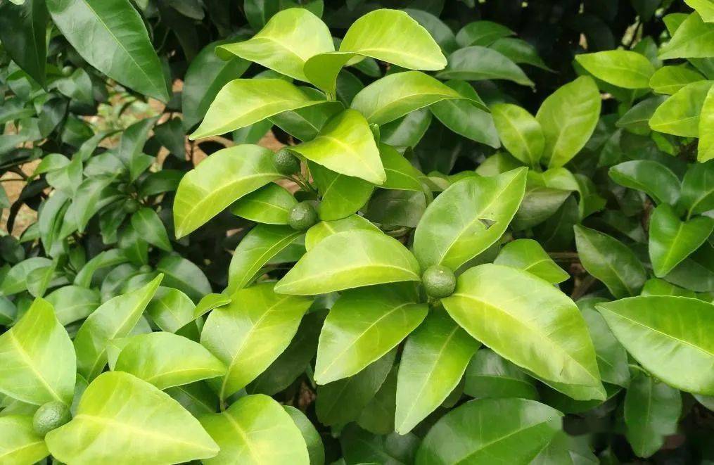 这样的柑橘叶片,幼果,急需修复