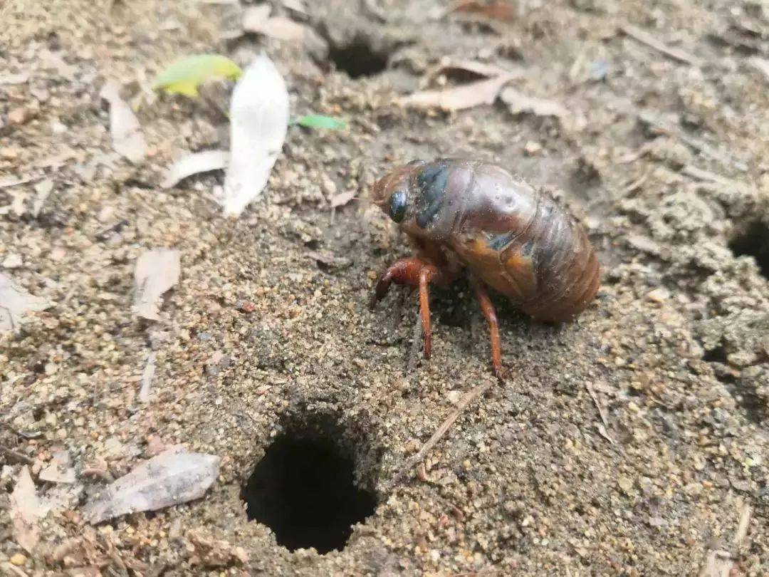 的商贩解释说,近期雨水偏少,一轮大雨过后爬蚱上市量增大将拉低其价格
