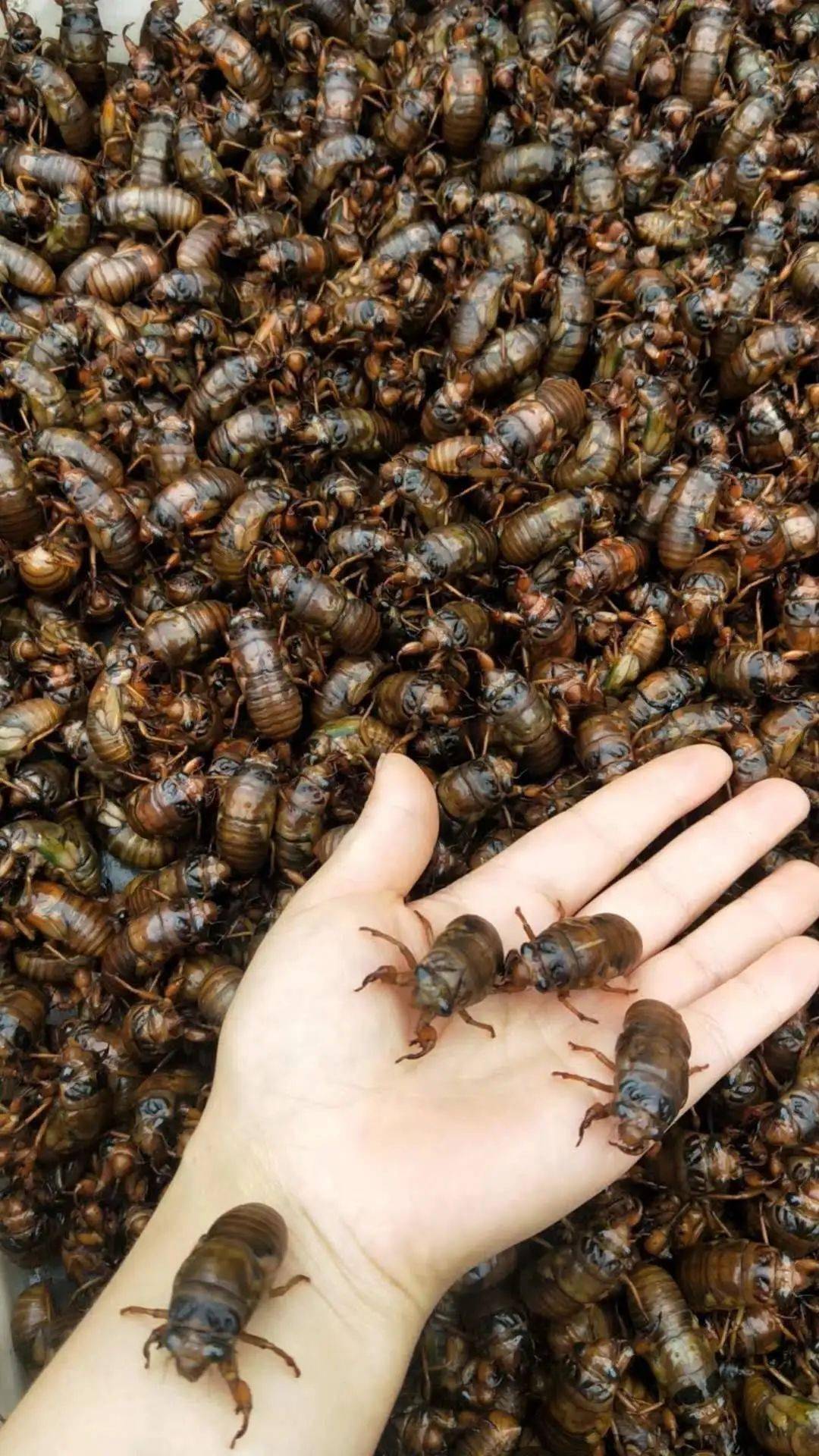 商丘爬蚱上市啦!85元/斤!价格真不便宜!