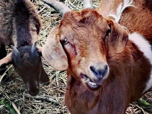 倪熊動物兇猛小喬的羊